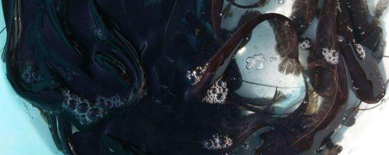 養鯰魚需要注意什么