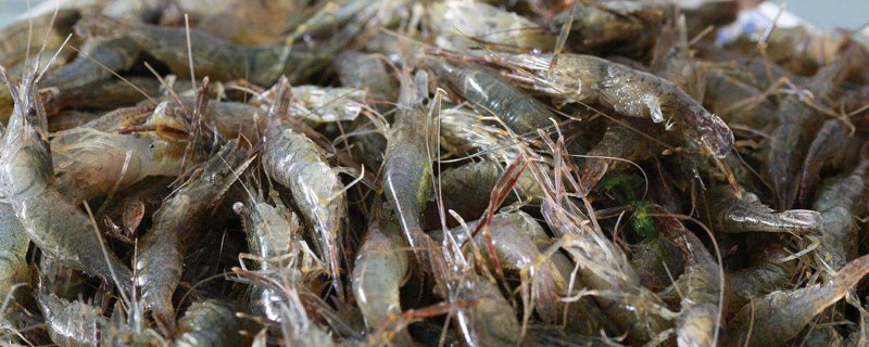 河蝦養(yǎng)殖季節(jié)
