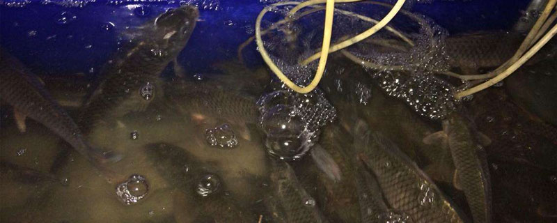 養鯉魚換水有什么要求