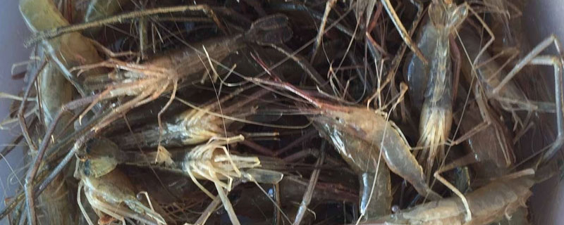 河蝦好養(yǎng)嗎