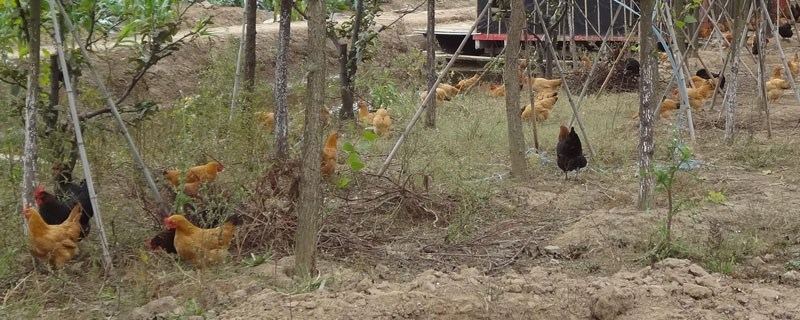 農村養殖什么不愁銷路