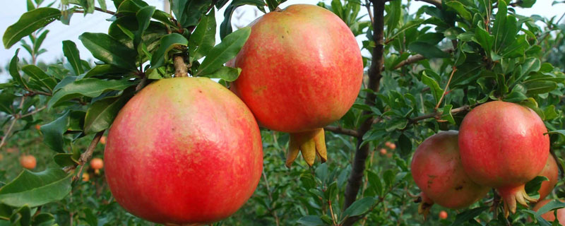 種石榴樹能用大棚嗎