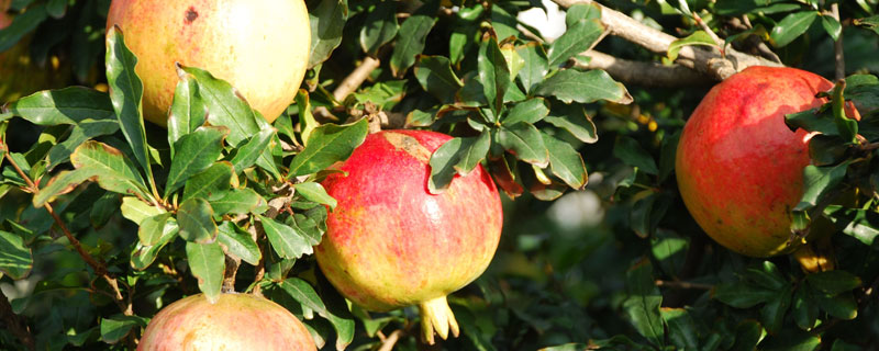 種石榴樹風水好嗎