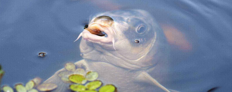 鯉魚養殖喂什么飼料