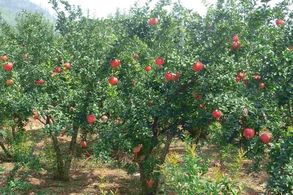 石榴種植密度
