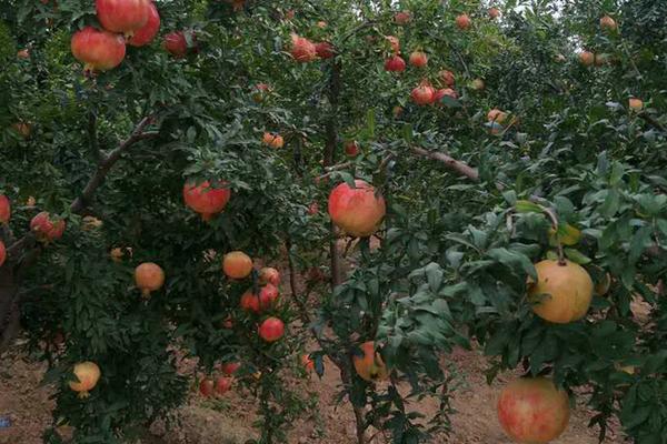 石榴種植密度