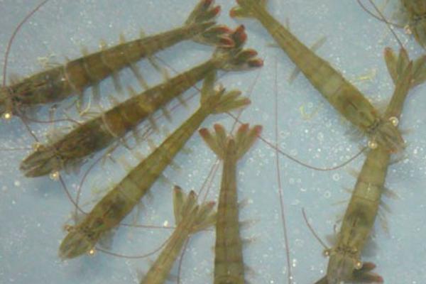 對蝦苗哪里有賣