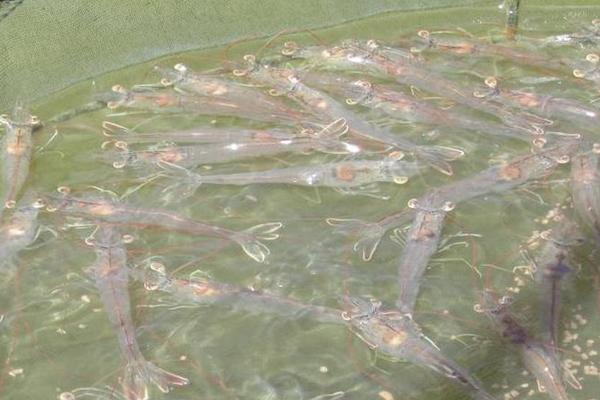 對蝦苗哪里有賣