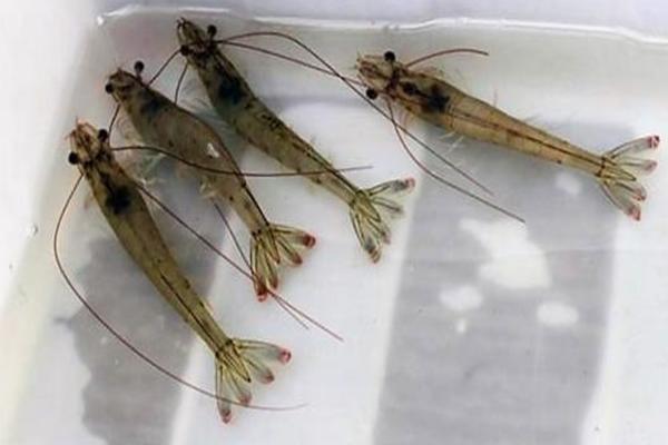 對蝦苗哪里有賣