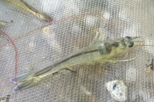 對蝦苗哪里有賣