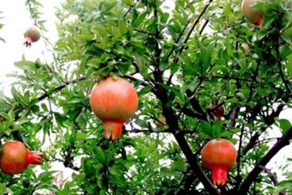 石榴種植和管理技術