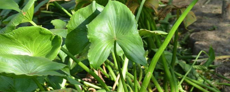 慈姑種子能種嗎 慈姑種植技術(shù)