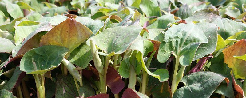 哪些野菜種植前景好 野菜種植一畝能掙多少錢