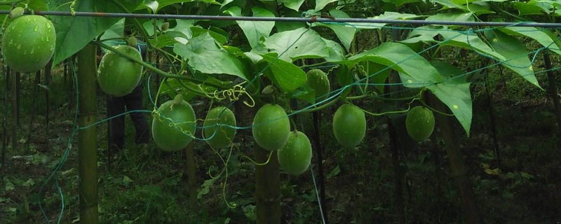 種5畝羅漢果能賺多少錢 羅漢果畝產量有多少斤