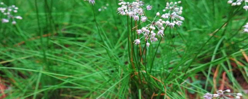 薤白怎么種植 薤白高產栽培技術