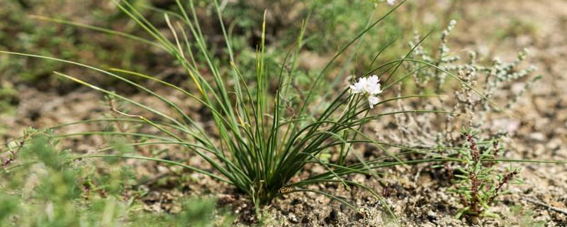 沙蔥怎么人工種植 大棚種植沙蔥技術