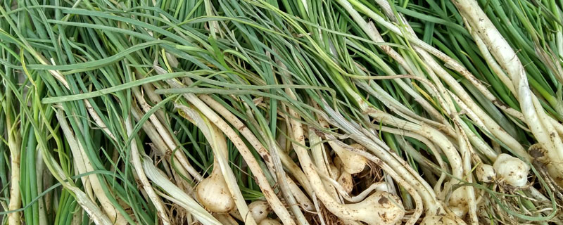 種薤白市場前景怎么樣 薤白畝產量多少斤