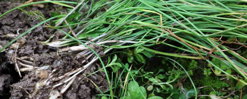 薤白是什么野菜 薤白什么季節有