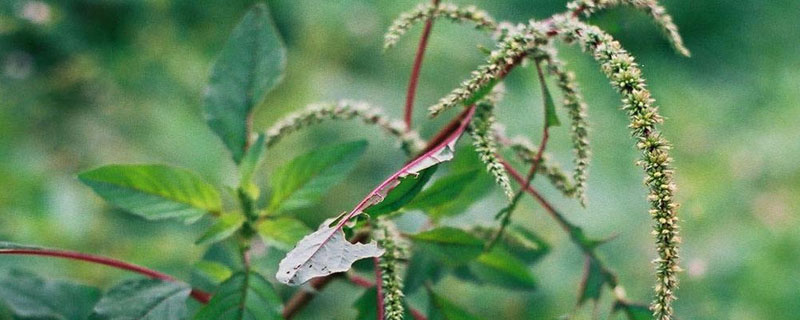 白刺莧與紅刺莧的區別是什么 刺莧頭紅好還是白好