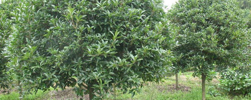 桂花樹扦插繁殖方法與時間 桂花扦插快速生根方法