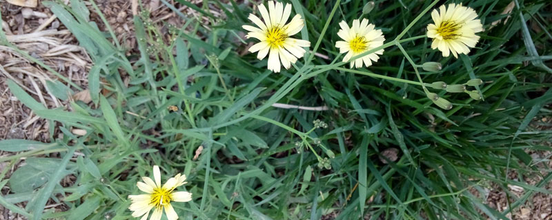 苦荬菜種植技術（什么時候播種） 苦荬菜適宜溫度濕度