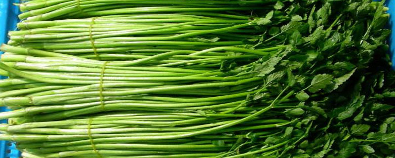 水芹菜市場價格多少錢一斤 水芹菜產地在哪里