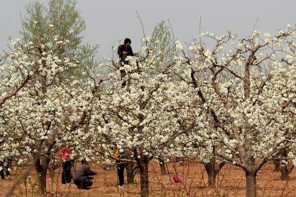 梨樹種植季節