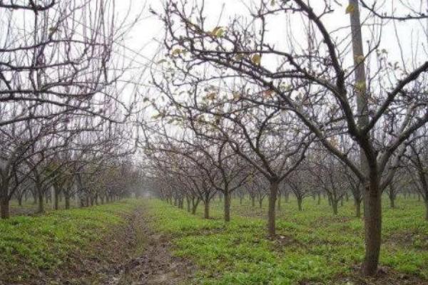 梨樹種植季節