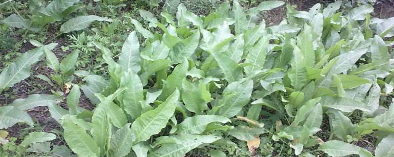 酸模種植栽培技術 酸模常見病害防治方法