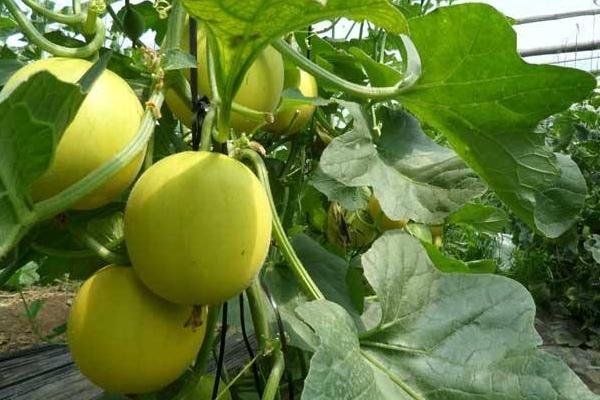 甜瓜種子種植方法