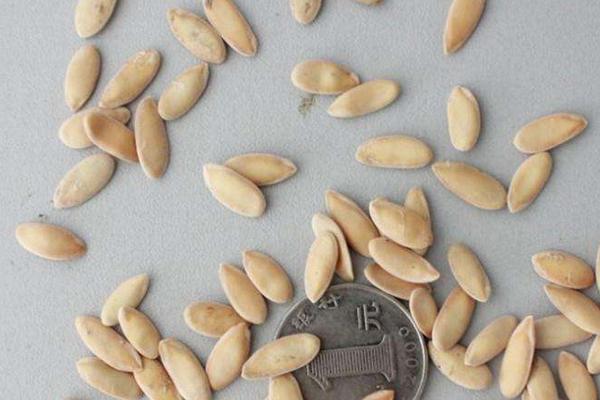 甜瓜種子種植方法