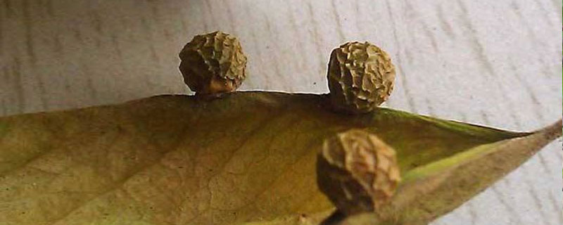 梧桐子市場價格多少錢一斤 梧桐子有多大（比黃豆大嗎）