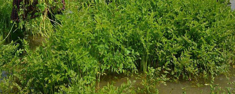 水芹菜種子種植方法和時間 水芹菜旱地種植技術