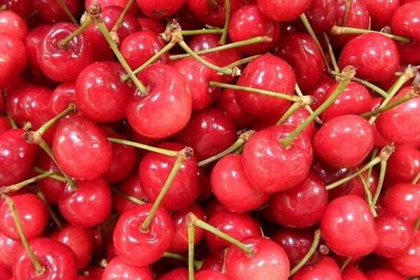 櫻桃種類有哪些