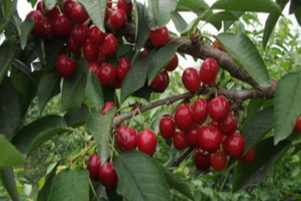 櫻桃種類有哪些