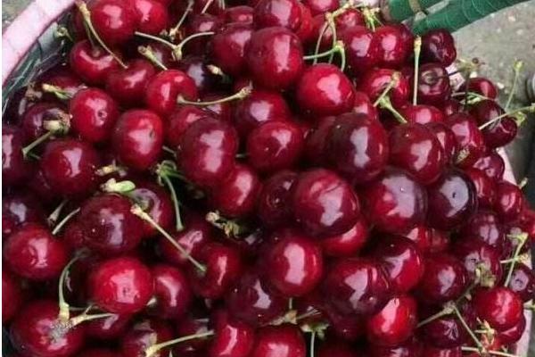 櫻桃種類有哪些