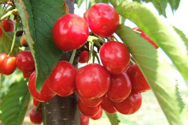 櫻桃種類有哪些