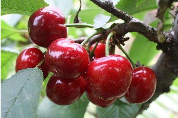 櫻桃種類有哪些