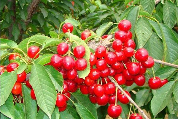 櫻桃種類有哪些