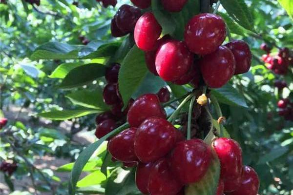 櫻桃種類有哪些