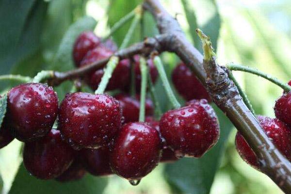 櫻桃種類有哪些