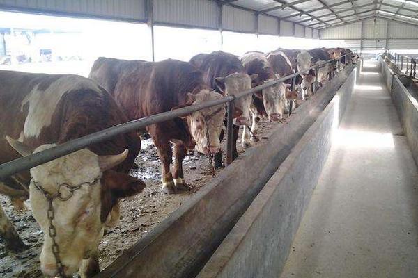 農村養殖業什么賺錢