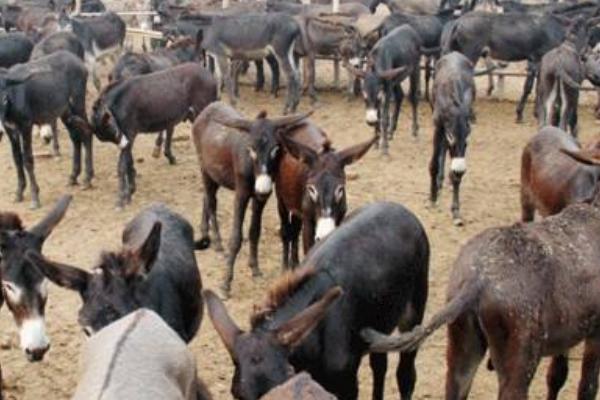 農村養殖業什么賺錢