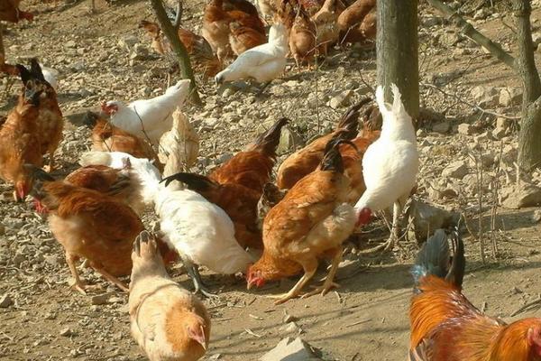 農村養殖業什么賺錢