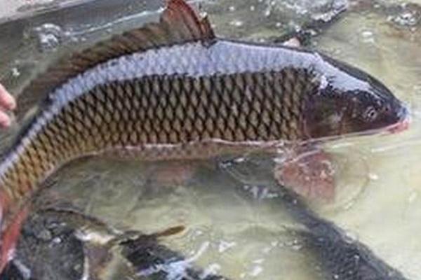 農村養殖業什么賺錢