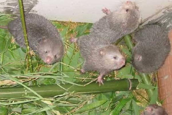 農村養殖業什么賺錢