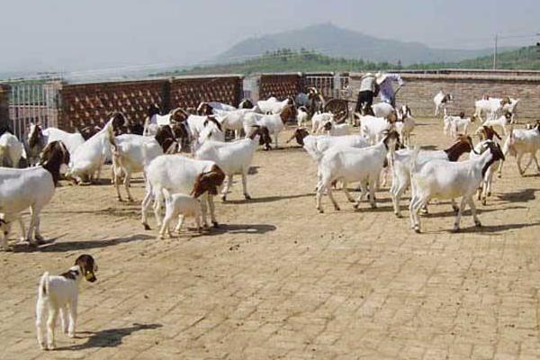 農村養(yǎng)殖致富門路