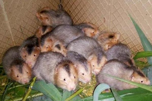 農村養(yǎng)殖致富門路