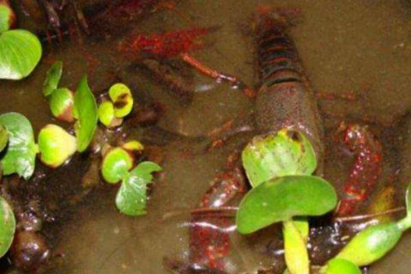 農村養(yǎng)殖致富門路