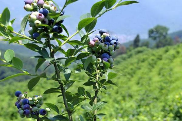 農村養(yǎng)殖致富門路